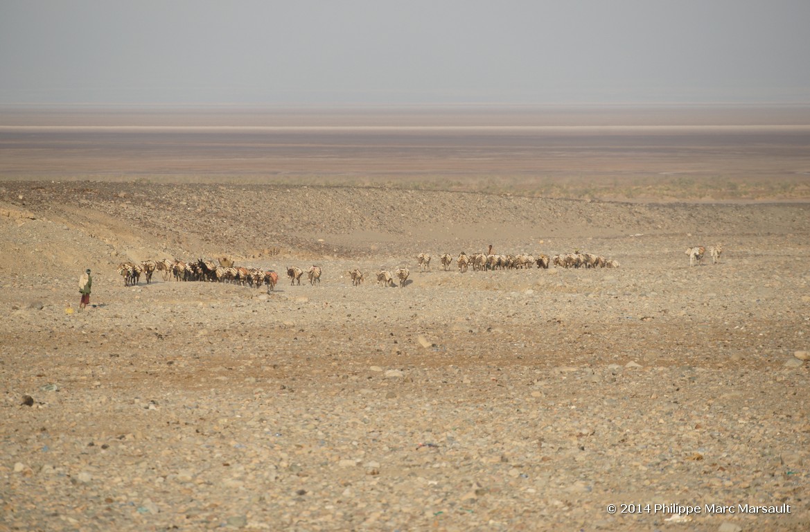 /ecran/Ethiopie_2014_0813.jpg