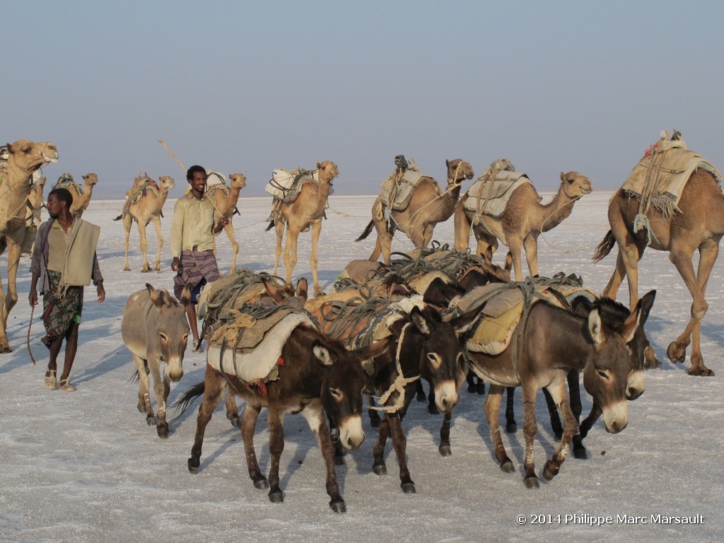 /ecran/Ethiopie_2014_0937.jpg