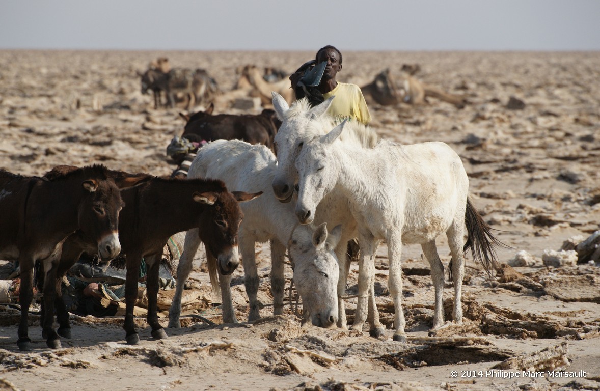 /ecran/Ethiopie_2014_1127.jpg