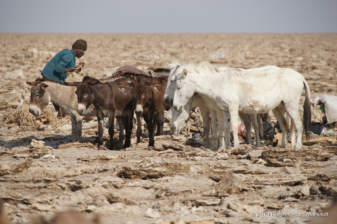 /ecran/Ethiopie_2014_1137.jpg