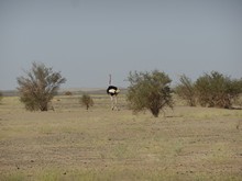 vignette Ethiopie_2014_0485.jpg 