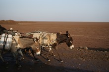 vignette Ethiopie_2014_0541.jpg 