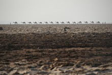 vignette Ethiopie_2014_0553.jpg 