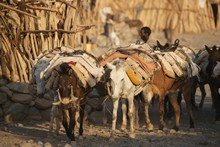 vignette Ethiopie_2014_0817.jpg 