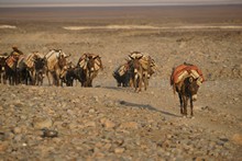 vignette Ethiopie_2014_0823.jpg 