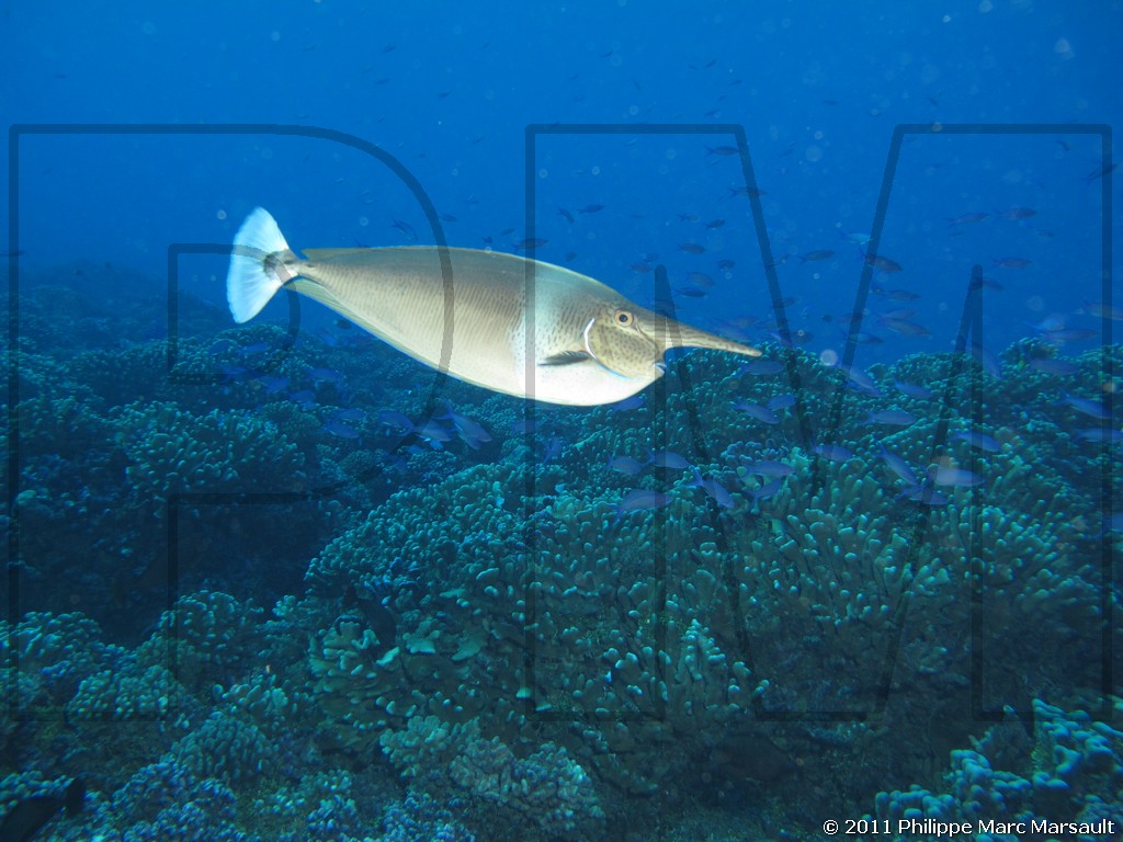 /ecran/Polynesie_2011_0051.jpg