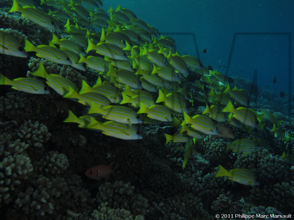 /ecran/Polynesie_2011_0089.jpg