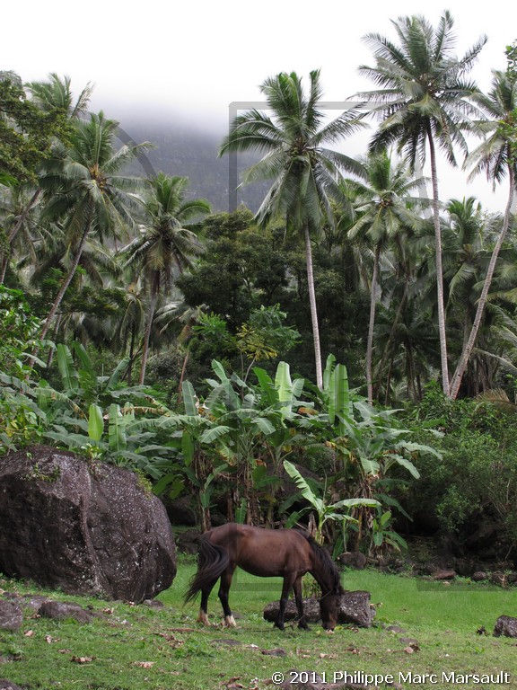 /ecran/Polynesie_2011_0221.jpg