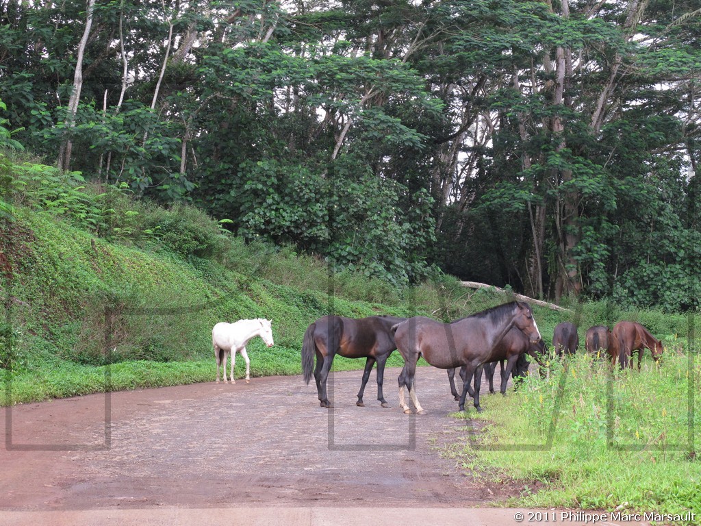 /ecran/Polynesie_2011_0247.jpg