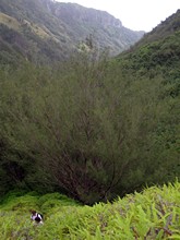 vignette Polynesie_2011_0138.jpg 