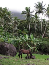 vignette Polynesie_2011_0221.jpg 