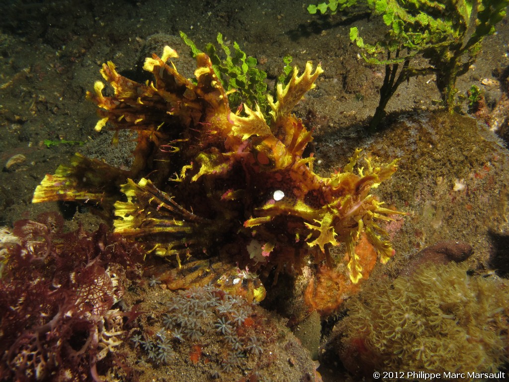 /ecran/Alor_2012-04_0210.jpg