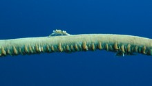 vignette Alor_2012-04_0099.jpg 