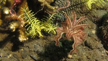 vignette Alor_2012-04_0229.jpg 