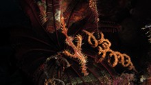 vignette Alor_2012-04_0309.jpg 