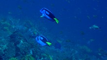 vignette Alor_2012-04_0703.jpg 