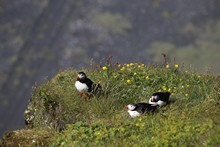 vignette Islande_0393.jpg 