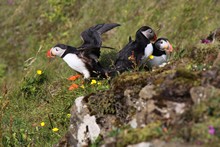 vignette Islande_0423.jpg 