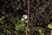 vignette Islande_0488.jpg 