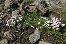 vignette Islande_0518.jpg 