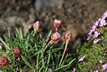 vignette Islande_0521.jpg 