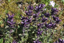 vignette Islande_0574.jpg 