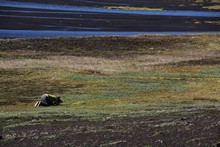 vignette Islande_0682.jpg 