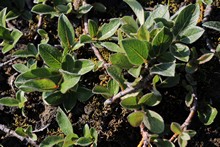 vignette Islande_0750.jpg 