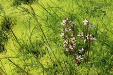 vignette Islande_0798.jpg 