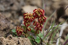 vignette Islande_1051.jpg 