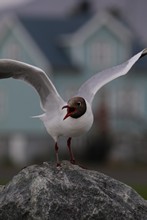 vignette Islande_1364.jpg 