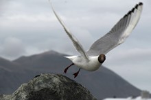 vignette Islande_1377.jpg 