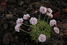 vignette Islande_1809.jpg 