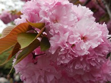 vignette Japon_2014_0284.jpg 