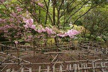 vignette Japon_2014_0320.jpg 