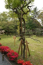 vignette Japon_2014_0430.jpg 