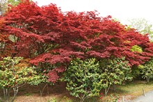 vignette Japon_2014_0432.jpg 