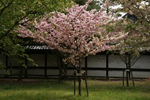 vignette Japon_2014_0438.jpg 