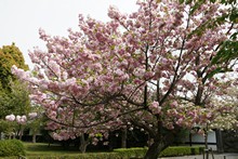 vignette Japon_2014_0440.jpg 