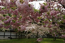 vignette Japon_2014_0442.jpg 