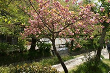 vignette Japon_2014_0556.jpg 