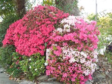 vignette Japon_2014_0590.jpg 