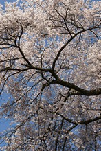 vignette Japon_2014_0934.jpg 