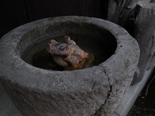 vignette Japon_2014_1425.jpg 