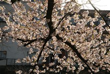 vignette Japon_2014_1450.jpg 