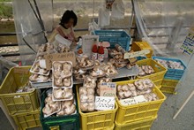 vignette Japon_2014_1482.jpg 