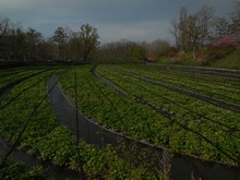 vignette Japon_2014_1555.jpg 