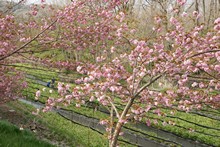 vignette Japon_2014_1572.jpg 