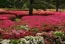 vignette Japon_2014_2351.jpg 