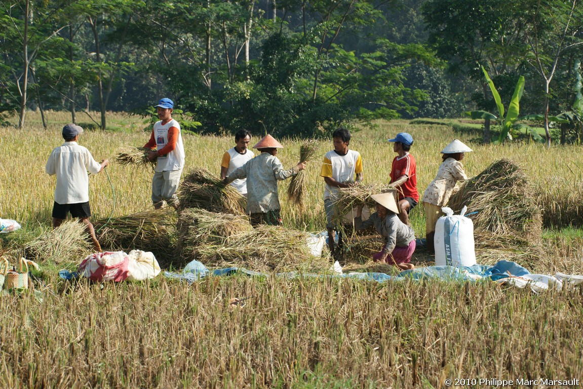 /ecran/Indonesie_2010_0347.jpg